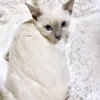ニノクロみずがめ座^.  ̫ .^にゃんころ組