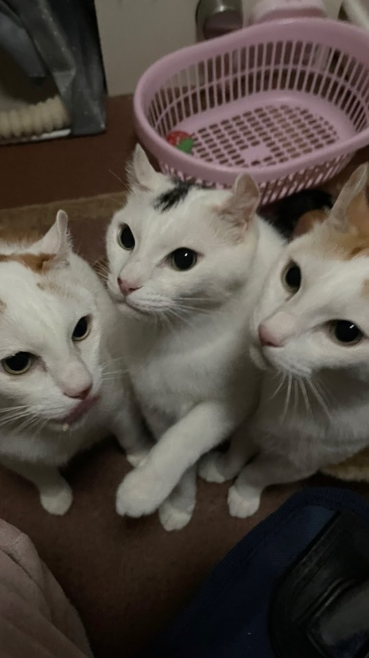 サブスク限定🗝みーまま応援隊🐈🐈‍⬛