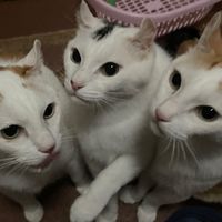 サブスク限定🗝みーまま応援隊🐈🐈‍⬛
