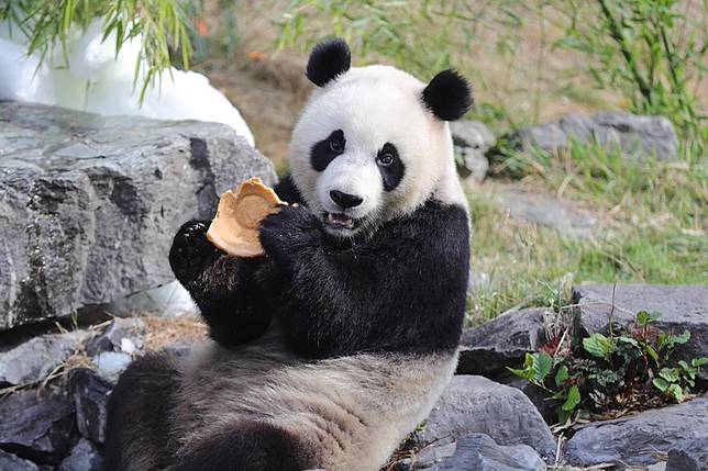 Giant panda twins celebrate birthday at Pairi Daiza zoo in Belgium