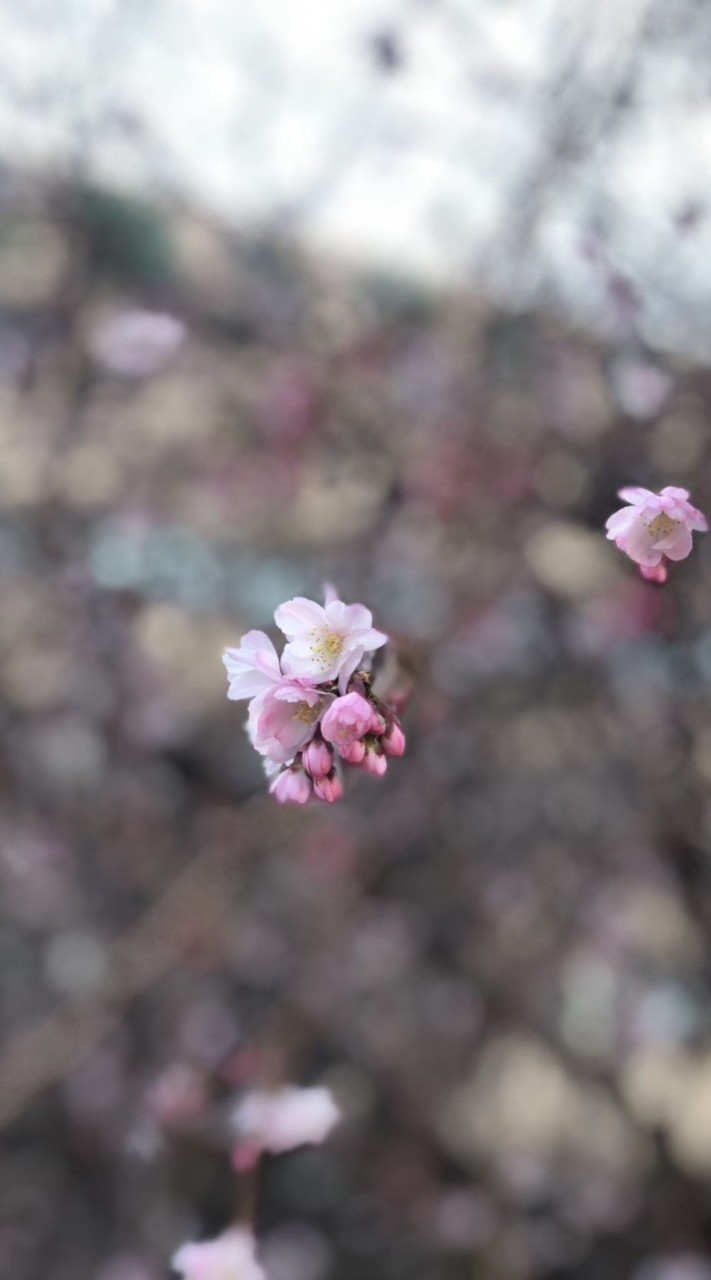 下系オプ