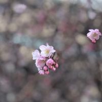 下系オプ