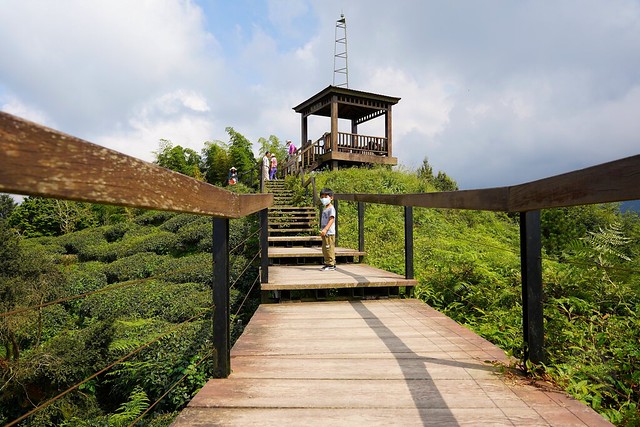 大崙山觀光茶園