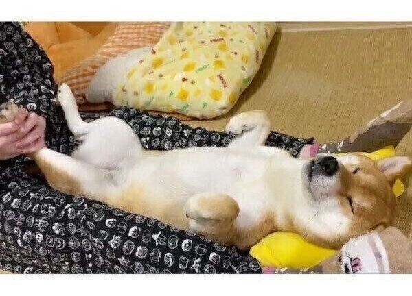 プロのベビーシッターのよう 男の子を寝かしつける犬