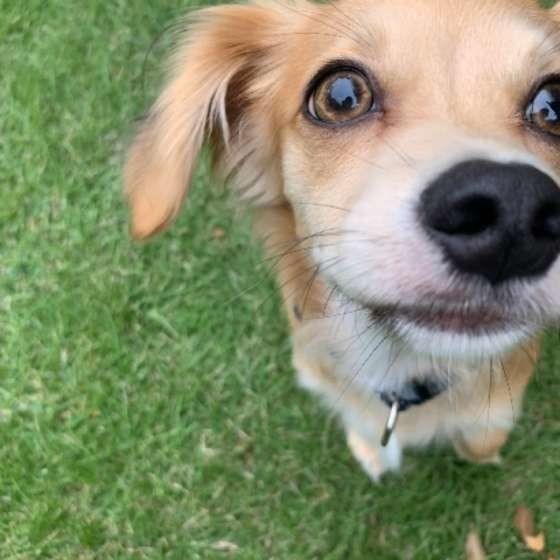 犬のしぐさに隠れてる 飼い主さんが好き というキモチ