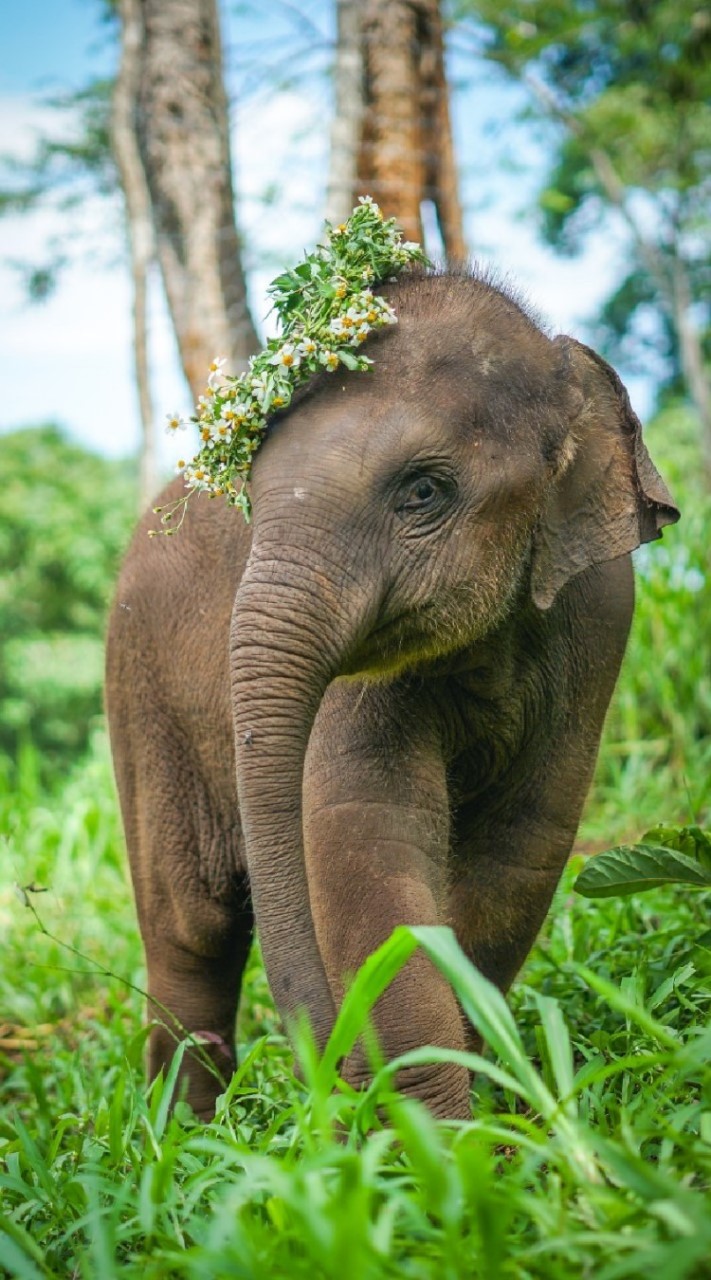 สมาคมสหพันธ์ช้างไทย Thai Elephant Alliance🐘🐘🐘