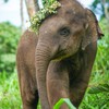 สมาคมสหพันธ์ช้างไทย Thai Elephant Alliance🐘🐘🐘