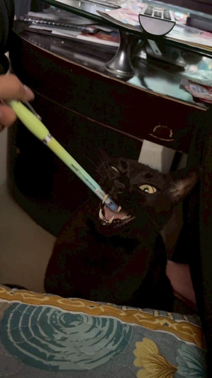 黑米豬豬動漫周邊代購🐈‍⬛