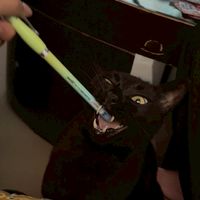 黑米豬豬動漫周邊代購🐈‍⬛