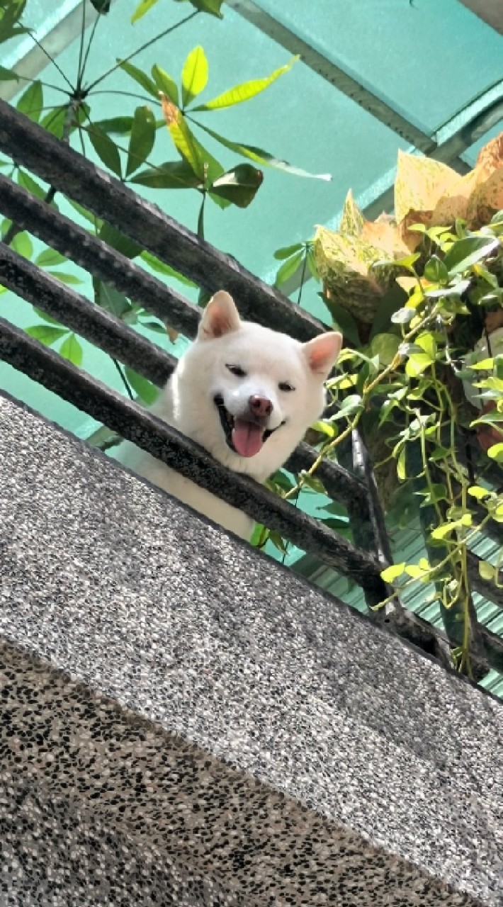 白柴犬-杏仁~