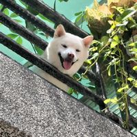 白柴犬-杏仁~