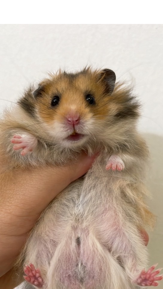 ตลาดซื้อ-ขาย แฮมเตอร์ไจแอนท์ยุโรป syrian hamster store