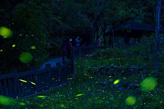 台中大坑蝶螢嘉年華賞螢趣 4月6日起開放報名圖片提供／臺中市觀旅局）