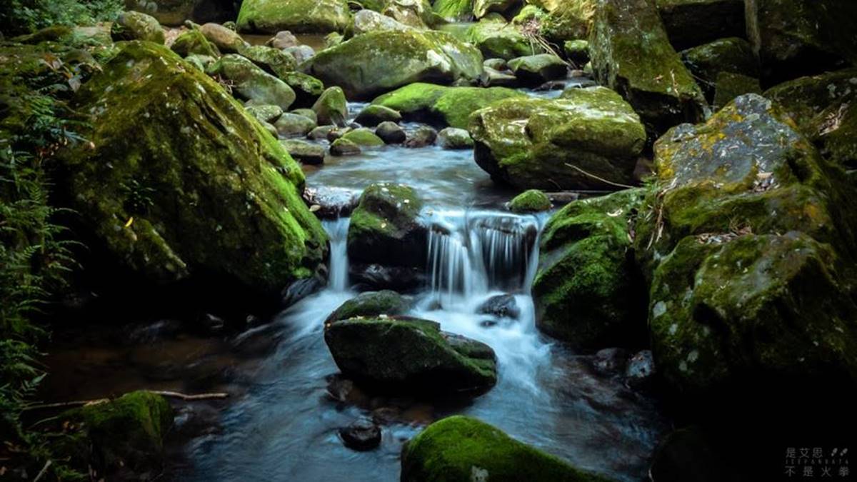 輕鬆好走不費力！內湖６條森林步道：80米「S型空中長廊」、紫色龍形吊橋