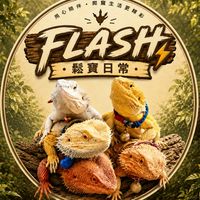 FLASH 鬆寶日常