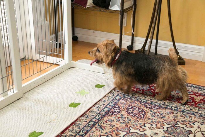 7才を過ぎてもできる プロが伝える吠え噛みグセ対処法