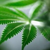 CBD体験談を語ろう