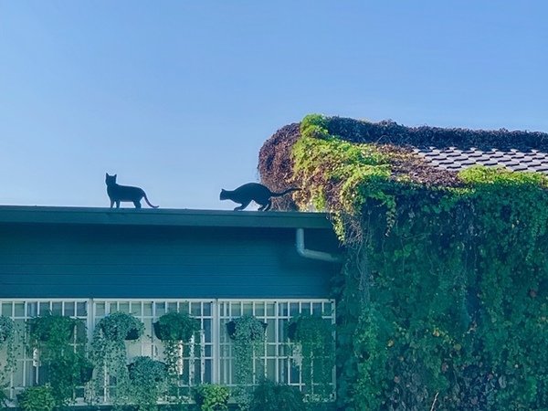 倪倪愛旅遊－『台中大坑一日遊推薦』台中近郊鳥語花香闔家出遊秘密花園-台中大坑紙箱王創意園區、東山水岸餐廳、東東芋圓直擊分享