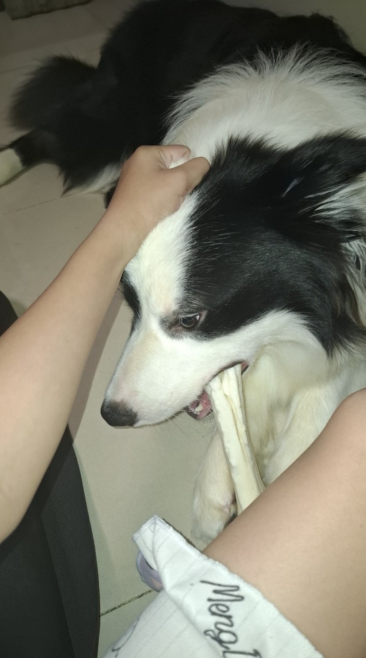 狗狗是小明星