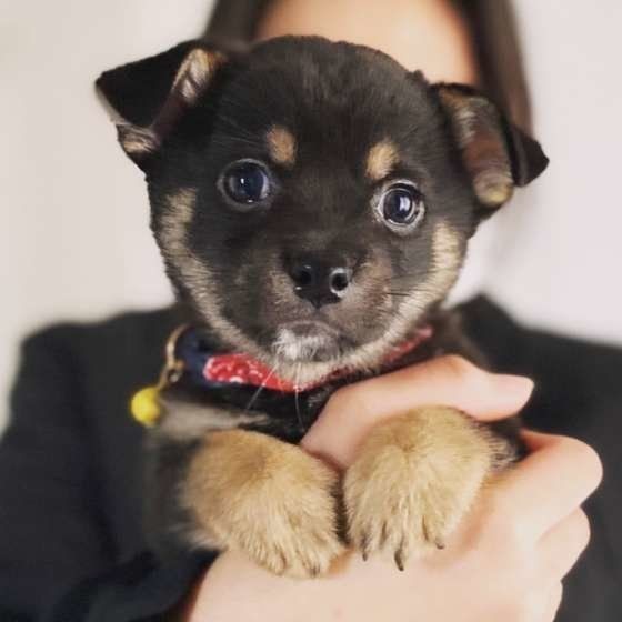 うれション しやすいのはこんな犬