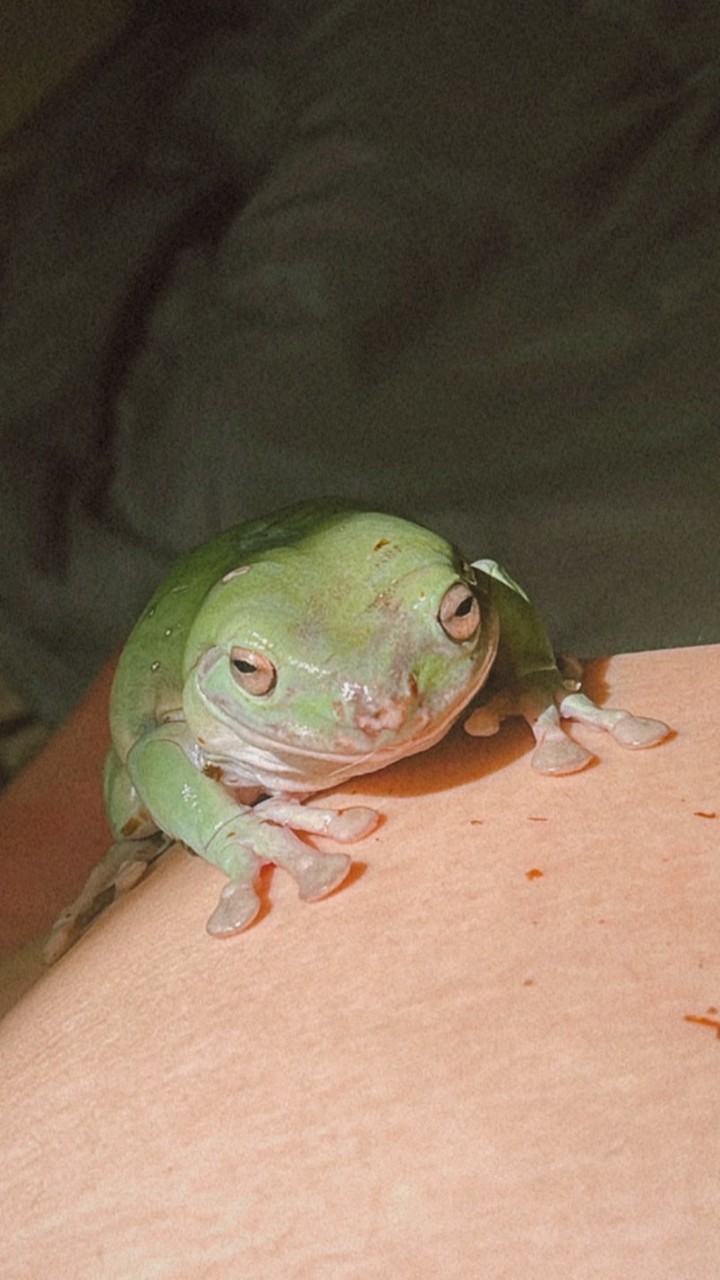 老爺樹蛙  莫氏樹蛙 蘚苔蛙 中國樹蟾🐸🐸討論交流群