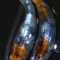 三色メダカ同好会