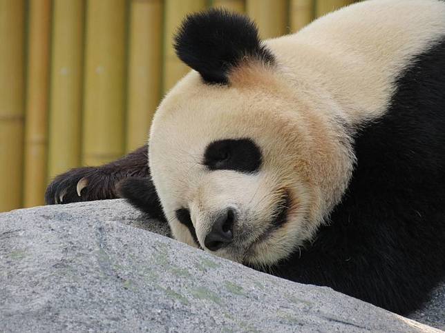 Fungsi Pola Hitam Putih di Tubuh Panda