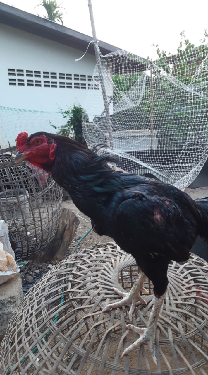 ส.มานะฟาร์ม พัฒนาไก่ชนสายเลือดเงินล้าน