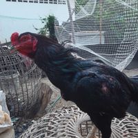 ส.มานะฟาร์ม พัฒนาไก่ชนสายเลือดเงินล้าน