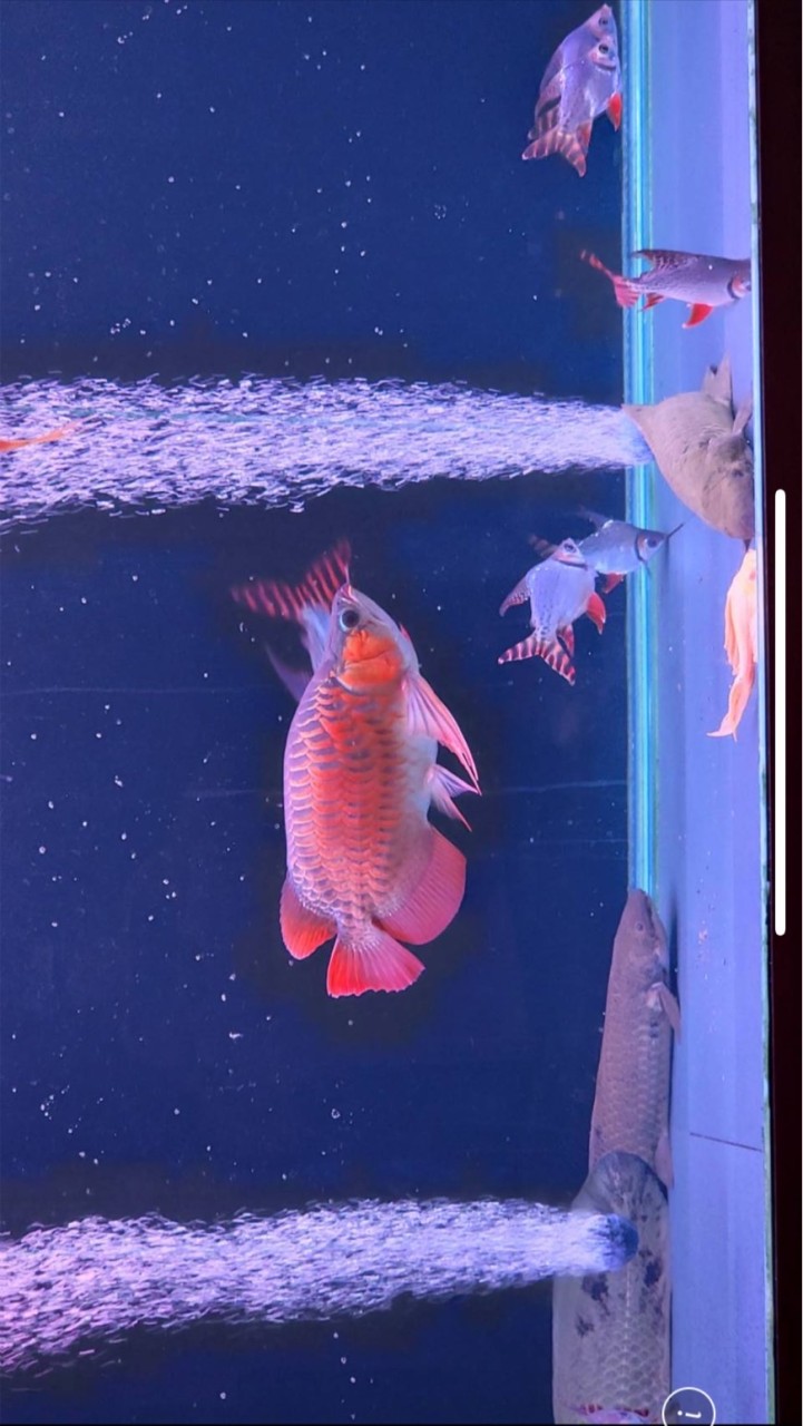 龍魚水族專賣