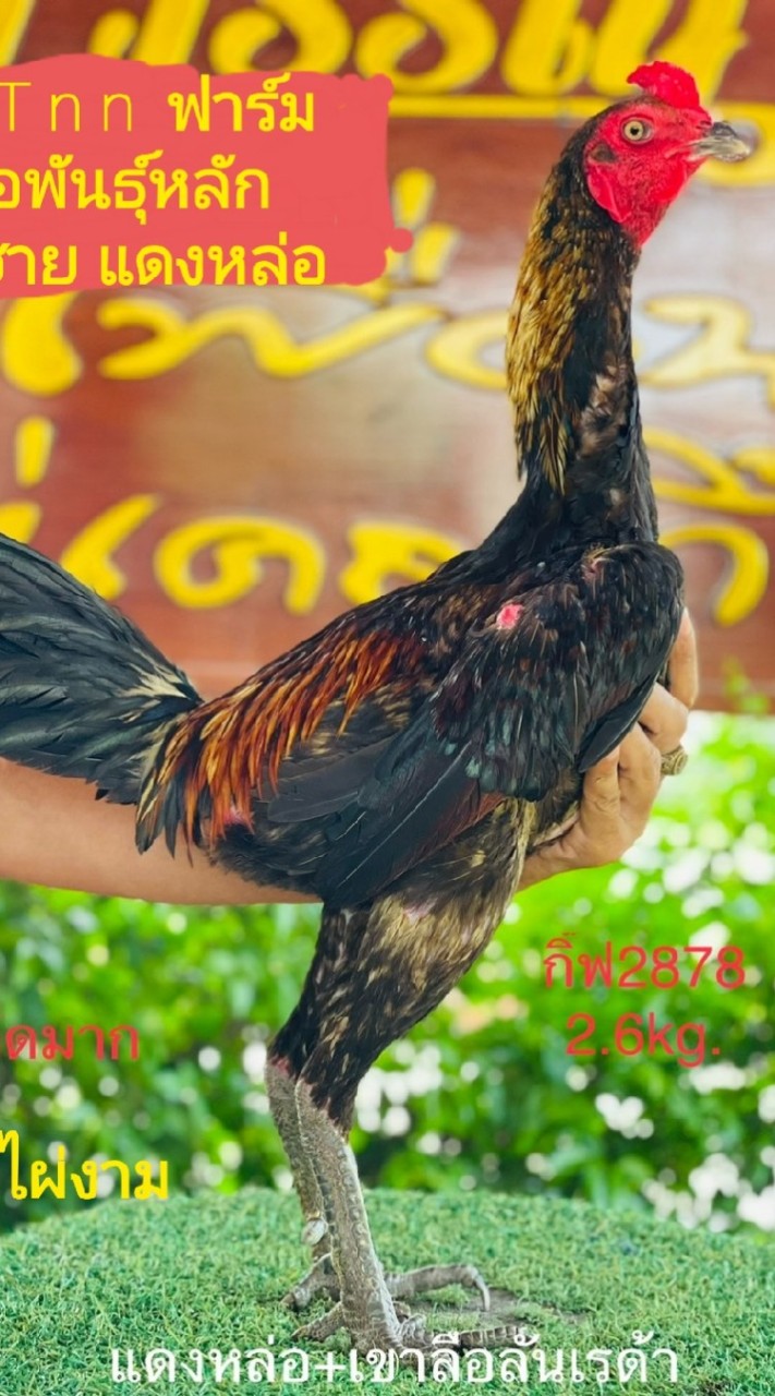 ซุ้ม T nn ฟาร์ม