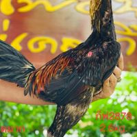 ซุ้ม T nn ฟาร์ม