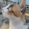 文字怪們ㄉ小窩