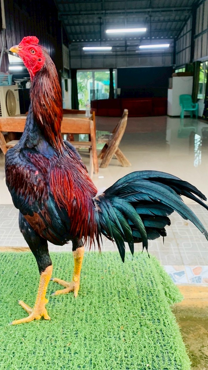 กลุ่มไก่ชน ขนงพระ