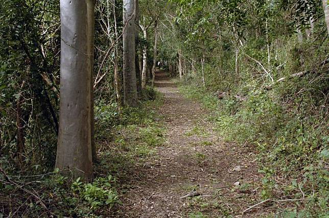 ▲浸水營古道是台灣使用率最高，且使用時間最長的古道。（圖／台東觀光旅遊網）