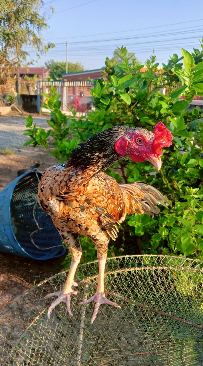 บ้านไก่ "เพชรดารา"