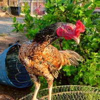 บ้านไก่ "เพชรดารา"