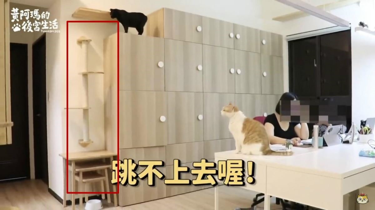 一開始在網路上買的貓跳台。