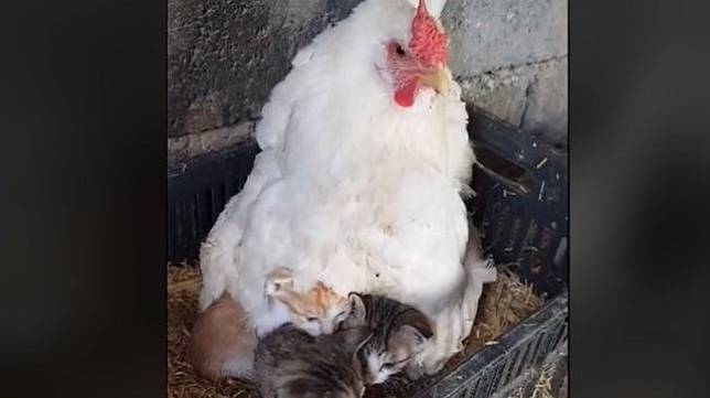 Induk Ayam Mengerami Tiga Anak Kucing, Gantikan Ibu Kucing yang 