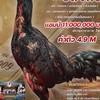 ฝากผสม อลงกต มะขามเฒ่าฟาร์ม
