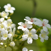 苗栗油桐花景點，帶你探訪苗栗油桐花花況、秘境、賞花景點