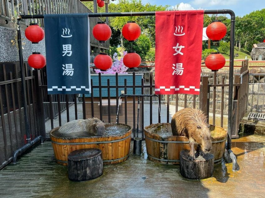 綠舞國際觀光飯店&綠舞日式主題園區