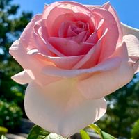 お出かけ神奈川🌹東京散歩、cafe＆花散策🌺Cグループ