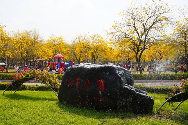 2023廍子公園黃花風鈴木花況,台中最美的黃金公園,廍子公園黃花風鈴木,廍子公園黃花風鈴木花況