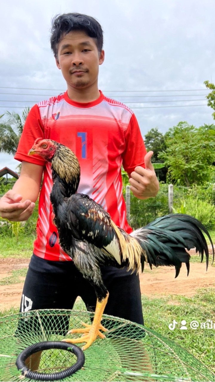 สปีดฟาร์มซื้อขายไก่