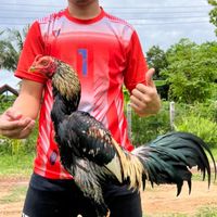 สปีดฟาร์มซื้อขายไก่