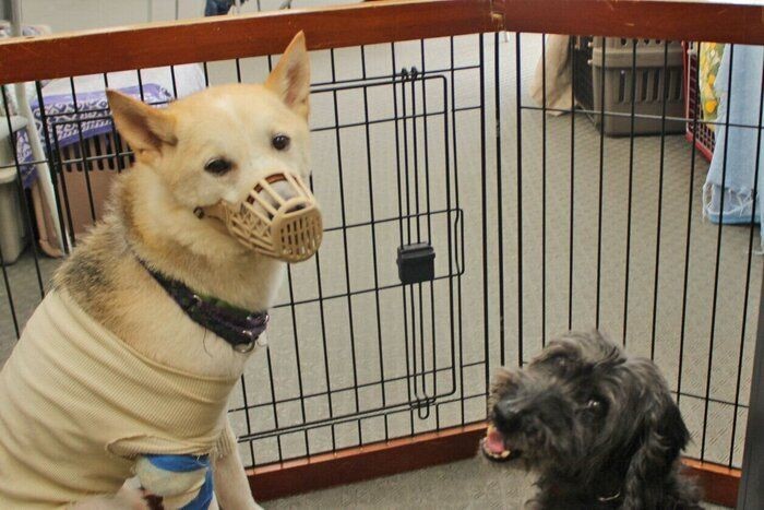 口輪 に慣れれば犬のストレスが減る