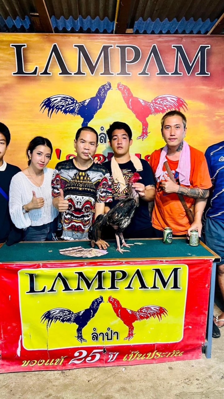 กระเดื่องฟาร์มไก่ชนเชียงใหม่
