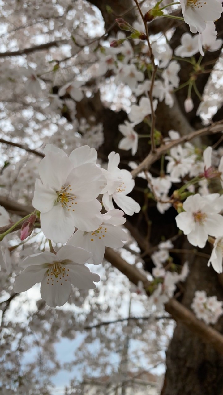 雑談のお部屋✩°｡⋆⸜(*˙꒳˙*  )⸝のオープンチャット