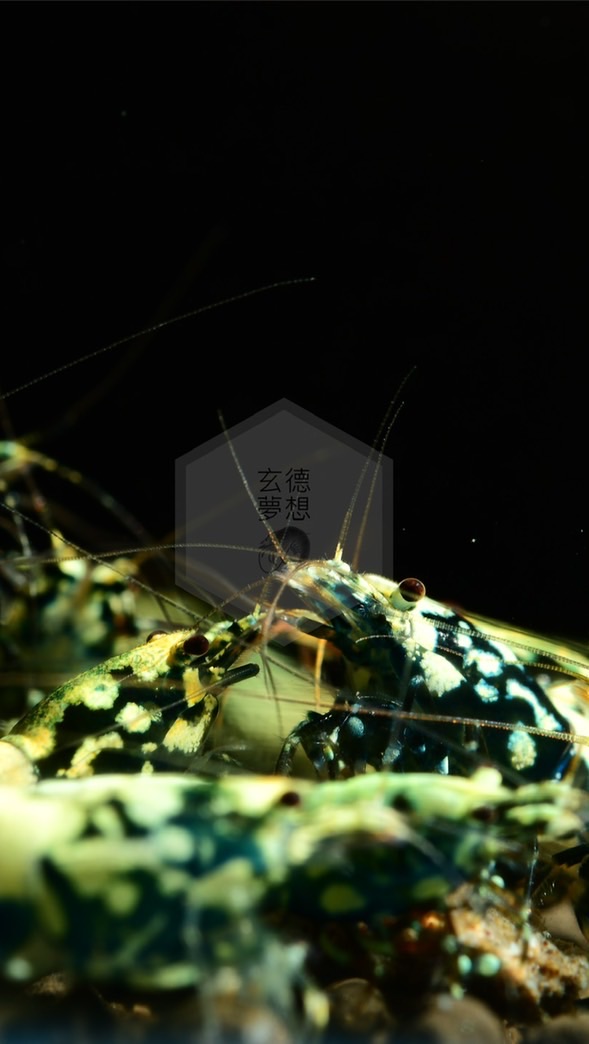 玄德夢想蝦🦐·水族·攝影·寵物